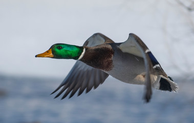 Closeup of Flying Duck in Winter
