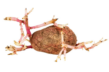 Germinated pink potato isolated on white background