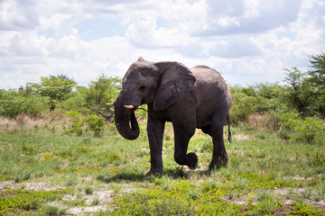 Fototapeta premium Elephant in Hwange National Park.