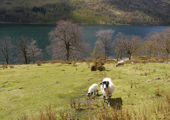 Sheep at Buttermere, Lake District, Cumbria