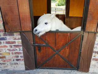pony blanco