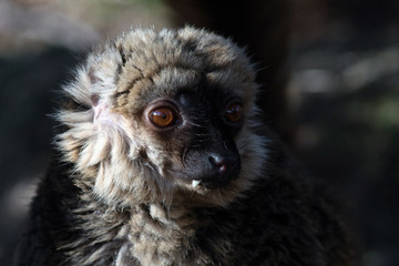 Lemur de Cara Blanca - White Fronted Lemur