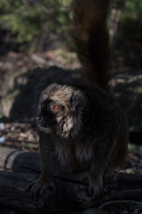 Lemur de Cara Blanca - White Fronted Lemur