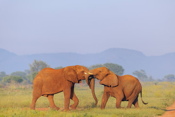 Fototapeta na wymiar African bush elephant (Loxodonta africana) aka African savanna elephant or African elephant. North West Province. South Africa