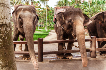 Two asian elephants in safari park © Darja