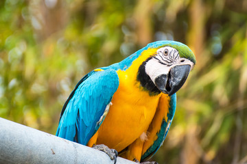 Single Blue and Yellow Macaw in the Natural background.Thailand.
