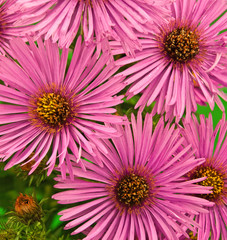 Obraz premium Herbstaster