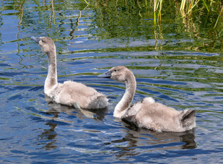 Two grey juvenile swans swimming one after another in a green pond with ripple.