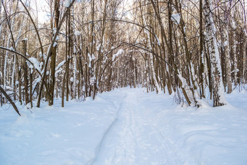 Path through beutiful lonely winter forest