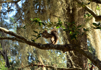 Squirrel on the tree. The trunk is covered with Spanish moss.