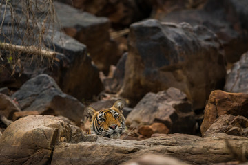 A beautiful tigress cooling off in water and stones in a hot summers at Ranthambore Tiger Reserve, India