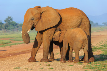 African bush elephant (Loxodonta africana) aka African savanna elephant or African elephant. Calf suckling. North West Province. South Africa