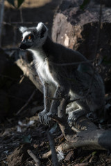 Lemur de cola anillada