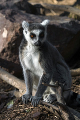 Obraz premium Lemur de cola anillada
