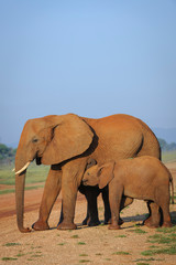 Fototapeta na wymiar African bush elephant (Loxodonta africana) aka African savanna elephant or African elephant. Calf suckling. North West Province. South Africa