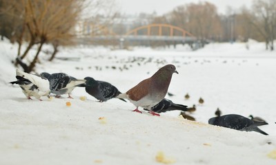 pigeon