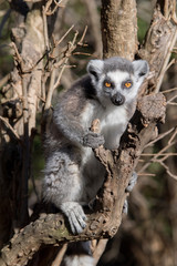 Lemur de cola anillada