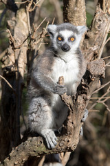 Lemur de cola anillada