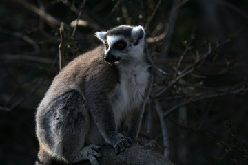 Lemur de cola anillada