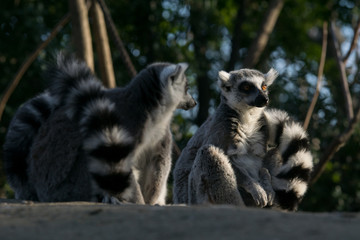 Lemur de cola anillada