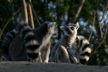 Lemur de cola anillada