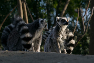 Lemur de cola anillada