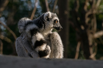 Fototapeta premium Lemur de cola anillada