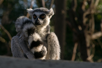 Lemur de cola anillada