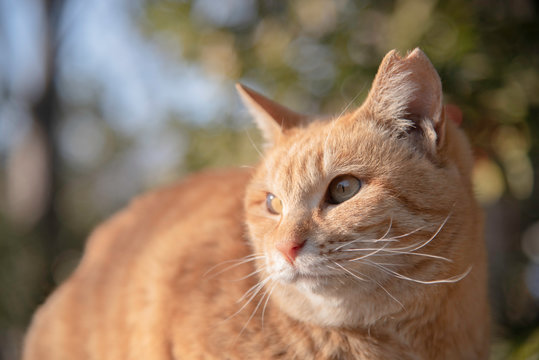 日なたぼっこをしているかわいい茶トラの地域猫・さくらねこ Ear-Tipping cat "Sakura-neko"