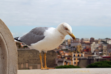 seagull on a post