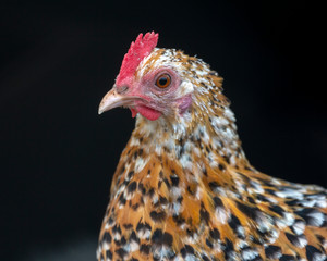 Orange white and black patterned hen with pale pink bill, tiny red comb and tiny caruncles and wattles at a black background.