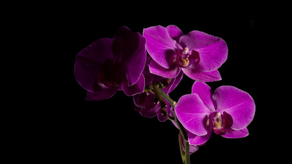 Fototapeta na wymiar Pink macro orchid half in the shade on black backround