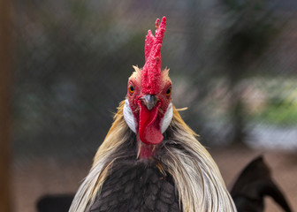 Rooster portrait, comb and kin flaps in a straight line, straight from the front, in a chicken coop.
