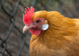 Orange hen with pale pink bill, red comb, orange feathers and white ear lobes in a chicken coop.