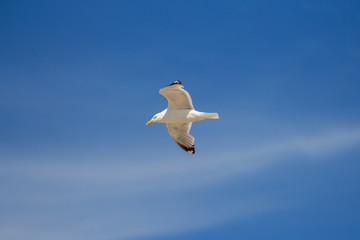 Fototapeta na wymiar Free-flying European Herring Gull, yellow, eye yellow beak and black pointed wings against a clear blue sky.