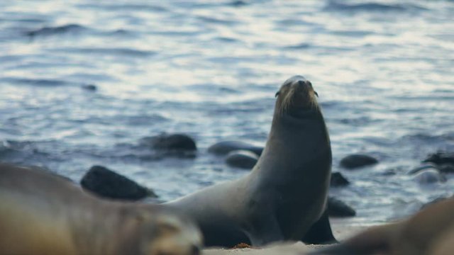 Sea lions laying on Galapagos beach