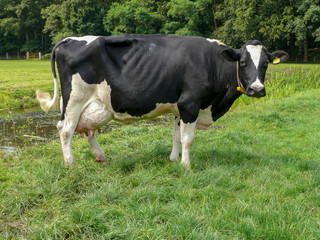 Black and white cow, with full udders, frisian holstein, standing at a green tree background.