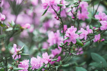 Blooming pink rhododendrons flowers. Spring season