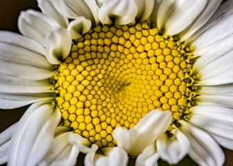Bellis perennis flower close up photo, Daisy flower © Pedro Turrini Neto