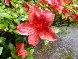 Obraz premium Flowers