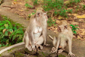 Two monkeys mother and baby sitting in jungle park