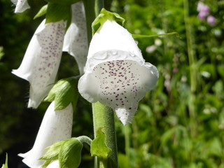 Flowers © Colin