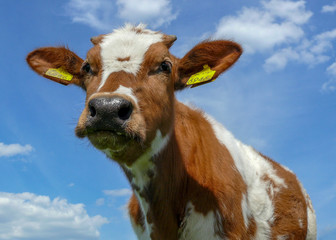 Adorable cute calf, close up, low angle, red pied calf, like a cuddly animal, at a blue cloudy sky.