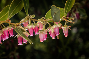 Huckleberry Blooms in the Wild © David Sussman