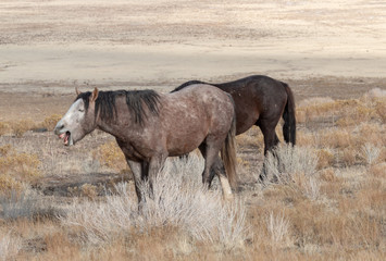 Wild Horses in Utah in Winter