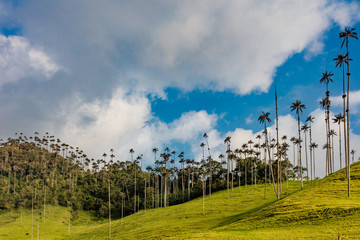 El Bosque de Las Palmas Landscapes of  palm trees in Valley Cocora  near Salento Quindio in Colombia South America