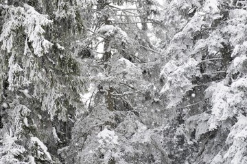snowy conifer trees. fir tree woods