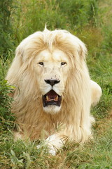 Weißes Löwen Männchen Portrait