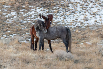 Wild Horses in Utah in Winter