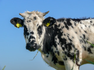 Young grass eating cow white black speckled, with horns and soft expression on her face, blue sky.